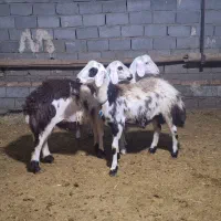 بره قوچی