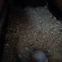 جفت مولد(تضمینی) یقه زرد ارجینال|پرنده|مرودشت, ابوذر شمالی‎|دیوار