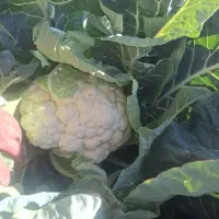 یک هکتار گل کلم سفید با کیفیت