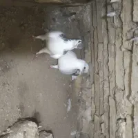 یه جفت کفتر باجوجه