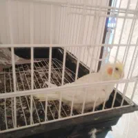 عروس هلندی|پرنده|فلاورجان, |دیوار