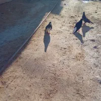 خوشرنگ سیا|پرنده|کوه چنار, |دیوار