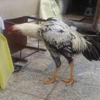 خروس لاری ۸ ماهه