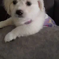 واگذاری توله های پامرین