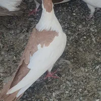 کفتر|پرنده|حمیدیا, |دیوار