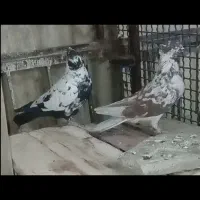 کفترپرشی‌|پرنده|تهران, شوش|دیوار