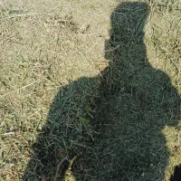 علوفه دامی کاه گندم یونج|لوازم جانبی حیوانات|دشتابی, |دیوار