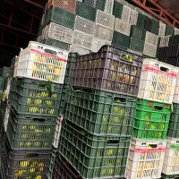 تامسون (انواع مرکبات)|حراج|قائمشهر, |دیوار