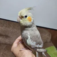 عروس 7 ماهه سخنگو