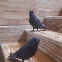 کبوتر زاغ زیبا