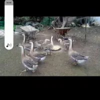 تعدادی قوغاز نر وزن بالا بفروش میرسد