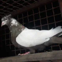 کبوتر رنگی ماده