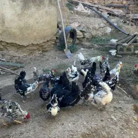 تخم نطفه دار از مولدین بالا گلین پنگوینی|حیوانات مزرعه|بانه, |دیوار