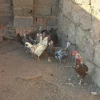 مرغ و خروس گلین|حیوانات مزرعه|محمدیه-قزوین, |دیوار