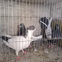 کفتر کبوتر|پرنده|مشهد, شهید علی محمدی|دیوار