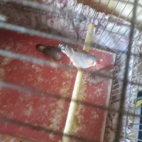 یک جفت فنچ زبرا مولد