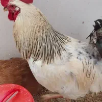 فروش پنجاه عددخروس جوان محلی درمرند