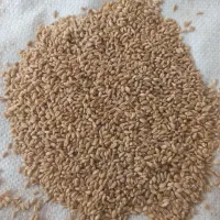 گندم آبی پیشگام|عمده‌فروشی|نهاوند, |دیوار