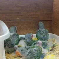 فروش انواع طوطی سانان|پرنده|قم, انسجام|دیوار