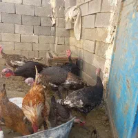 معاوضه بوقلمون نر بزرگ با بقلمون ماده