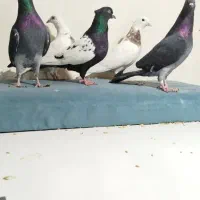 کفتر کبوتر|پرنده|مشهد, نیزه|دیوار