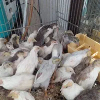 بلدرچین میناتوری