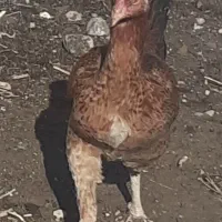 تخم مرغ نطفه دار لاری.از بهترین مولدها