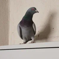 کفتر پلاکی و زرد رسمی دم سفید|پرنده|کرمان, |دیوار