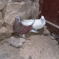 کبوتر