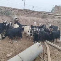 فروش بزجوان وشیر وار