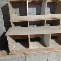 جای مرغ تخم گزار و خروس