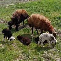 بره شیری خوشکل و درجه یک