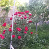 اجاره روزانه/هفتگی/ماهانه ویلا ۷۰ متری|اجارهٔ کوتاهمدت ویلا و باغ|قوچان, |دیوار