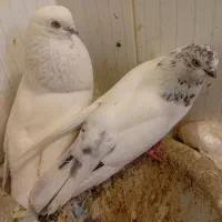 کبوتر|پرنده|شاهین دژ, |دیوار
