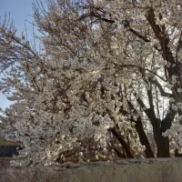 باغ خونه واقع در مزرعه امین(خود بالا)