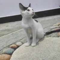 گربه ی کوچولو