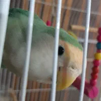 طوطی برزیلی نر و ماده پیروزی بلوار ابوذر|پرنده|تهران, ائمه اطهار|دیوار