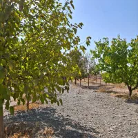 باغ ۷۰۰ متری سوران ناظریه حاشیه مترو گلبهار|فروش زمین و ملک کلنگی|مشهد, میان ولایت|دیوار