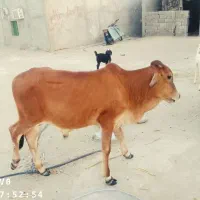 گاو نر معاوضه با گاوماده