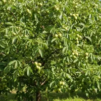 فرصتی که نمی‌توان از دست دادنهال گردوی خاص و پرسود|گل و گیاه طبیعی|تاکستان, |دیوار