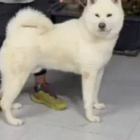 آکیتا نر ژاپنی