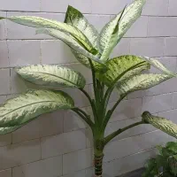 گل و گیاه طبیعی