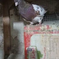 معاوضه چند جفت کله ای  با سگ قدرجونی یا زنبور|پرنده|سمیرم, |دیوار