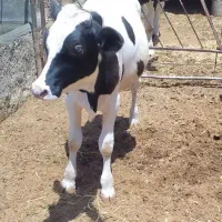 جوانه اصل جنس. مخصوص داشت