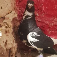 ابلق افغانی