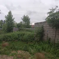 فروش زمین مسکونی تربگوده سند تک برگ دو کله (مالک)|فروش زمین و ملک کلنگی|بندر انزلی, تربه گوده|دیوار