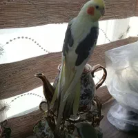 قابل توجه زیبا پسندان دو نر بسیار زیبا