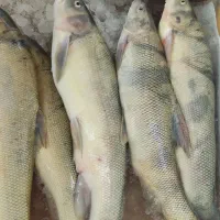 فروش ماهی رودخانه