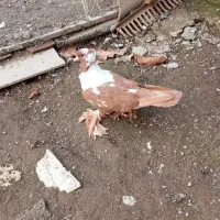 ککیلی ساری نشان .مایا