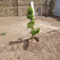 ویلا نوساز|فروش خانه و ویلا|بوئین زهرا, |دیوار